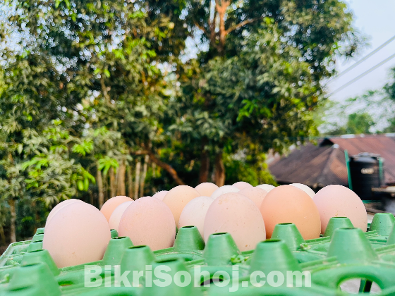 টাইগার মুগীর বীজ ডিম (পেরেন্টস মাল্টিকালার্স এর )
